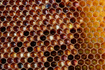 Le travail des abeilles : cadres remplis d'alvéoles contenant les œufs, les larves, le miel.