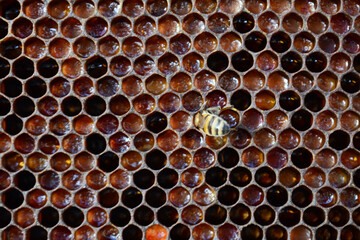 Le travail des abeilles : cadres remplis d'alvéoles contenant les œufs, les larves, le miel.