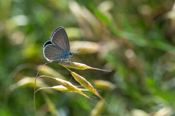 Lycaenidae / Minik Kupid / Small Blue / Cupido minimus