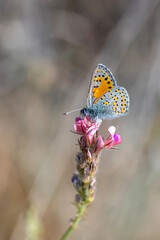 Akbes Gelinciği » Tomares nesimachus » Akbes hairstreak