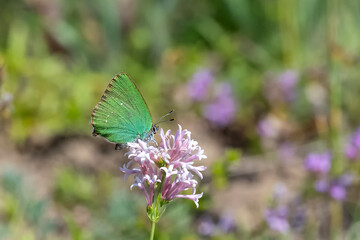 Lycaenidae / Zümrüt / Green Hairstreak / Callophrys rubi