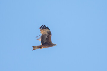Kızıl şahin » Long-legged Buzzard » Buteo rufinus