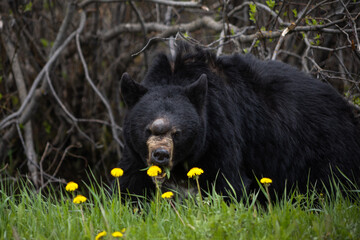 Black Bear with growth on head in Canada