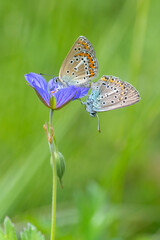 Anadolu Esmergözü » Plabejus modicus » Anatolian Zephyr Blue