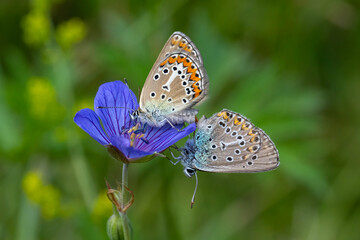 Anadolu Esmergözü » Plabejus modicus » Anatolian Zephyr Blue