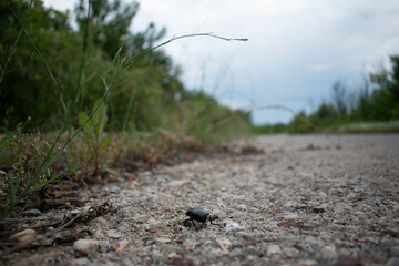 Bug on the road 