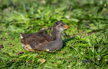 Juvenile moorhen sitting on grass. Common moorhen (Gallinula chloropus) in Kent, UK. This water bird is also known as a swamp chicken, marsh hen or waterhen.