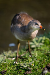 Juvenile moorhen standing on grass by a pond. Common moorhen (Gallinula chloropus) in Kent, UK. This water bird is also known as a swamp chicken, marsh hen or waterhen.