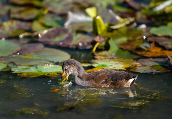 Juvenile moorhen swimming on a pond and feeding with water lilies behind. Common moorhen (Gallinula chloropus) in Kent, UK. This water bird is also known as a swamp chicken, marsh hen or waterhen.