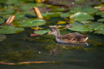 Juvenile moorhen swimming on a pond and feeding with water lilies behind. Common moorhen (Gallinula...