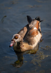 Egyptian goose swimming in a pond with reflection. Egyptian goose (Alopochen aegyptiaca), Kent, UK.