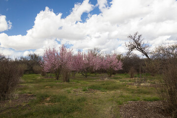Blooming peach trees in an orchard with blue sky and white clouds in background