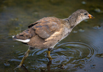 Juvenile moorhen walking in a pond. Common moorhen (Gallinula chloropus) in Kent, UK. This water...