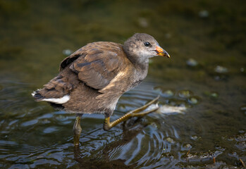 Juvenile moorhen walking in a pond. Common moorhen (Gallinula chloropus) in Kent, UK. This water bird is also known as a swamp chicken, marsh hen or waterhen.
