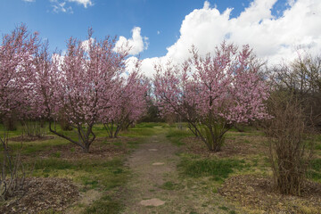 Blooming peach trees in an orchard with blue sky and white clouds in background
