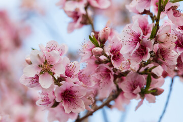 Peach tree blossoms close-up with blue sky background
