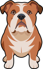 Fototapeta premium BullDog