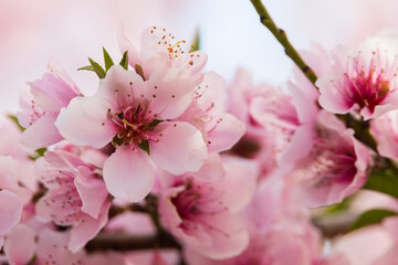 Peach tree blossoms close-up