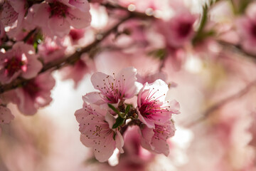 Peach tree blossoms close-up