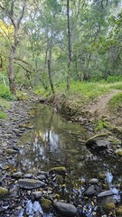 Obraz premium river in the forest