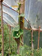 A green cucumber vine winds along a wooden support inside a greenhouse. Growing food and fresh...