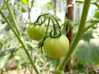 Green tomato fruits on a branch of a plant in a greenhouse. Growing vegetables in greenhouse conditions.