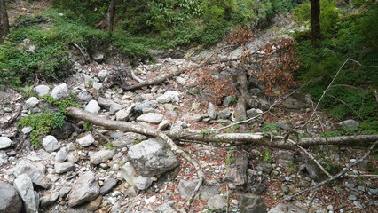 view of broken stones and tree's branch in forest
