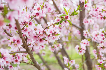 Peach tree blossoms close-up