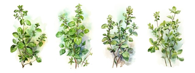 Fototapeta premium Watercolor set collection with green oregano sprig and leaves isolated on a white background. Healthy food and seasoning. AI generated illustration.