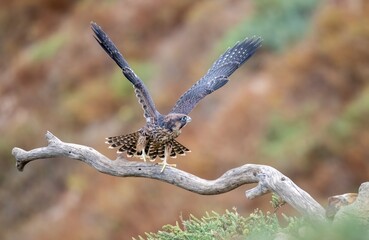 Juvenile peregrine falcon taking off from a perch striking a dramatic wing open pose and appearing large near Los Angeles