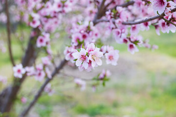 Peach tree blossoms close-up