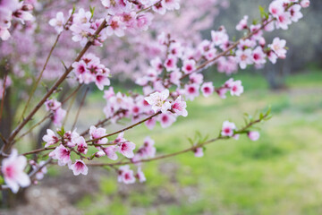 Peach tree blossoms close-up