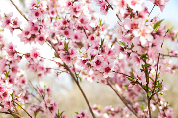 Peach tree blossoms close-up