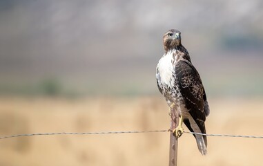 A large red tailed hawk perched on a fence at eye level and up close