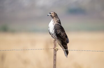 Majestic and strong red tailed hawk perched at eye level up close on a fence