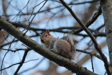 ardilla, animal, árbol, naturaleza, fauna, roedor, mamífero, pelaje, bosque, chiflado, cola, de invierno, aparcar, café, animal, al aire libre, otoñal