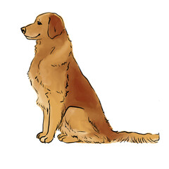 Golden retriever sits