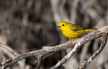 Stunning yellow warbler up close perched on brown twigs