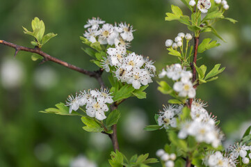 An amazing photo of an ant sitting on a hawthorn flower. Macro photography.