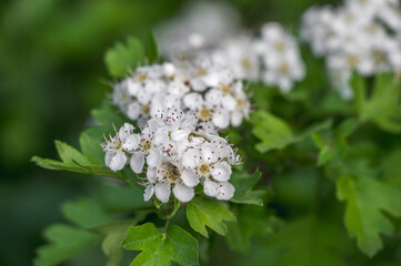 An amazing photo of an ant sitting on a hawthorn flower. Macro photography