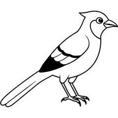 Jay line art vector illustration and  svg