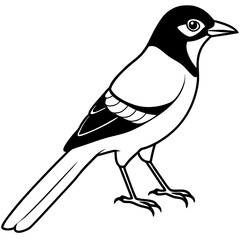 Jay line art vector illustration and  svg