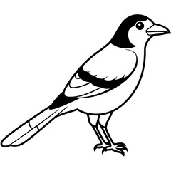 Jay line art vector illustration and  svg