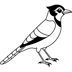 Jay line art vector illustration and  svg
