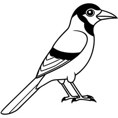 Jay line art vector illustration and  svg