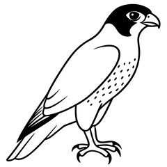 Obraz premium Peregrine Falcon line art vector illustration