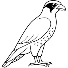 Fototapeta premium Peregrine Falcon line art vector illustration
