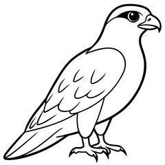 Peregrine Falcon line art vector illustration