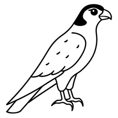 Peregrine Falcon line art vector illustration