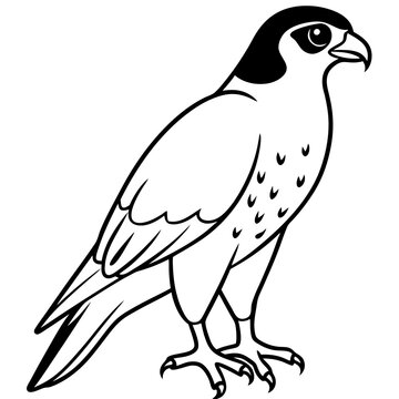 recommend clip art: Peregrine Falcon line art vector illustration